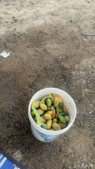 سطل برشومي الي في الصوره مو مليان بس اعبي اك سطل مليان 0