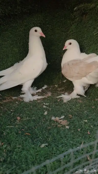 حمام تب التب 5