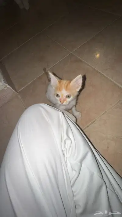 قطط 0