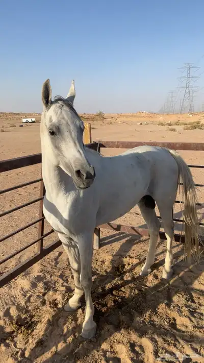 حصان واهو 6