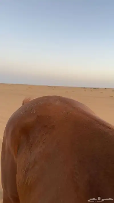 خيال شعبي 2