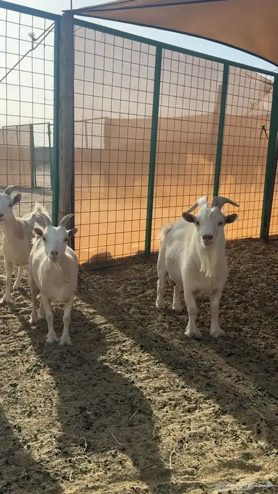 عنز قزمه للبيع 0