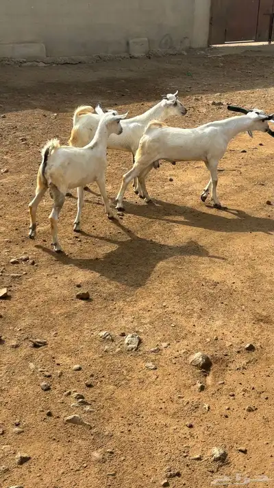 تيوس 1