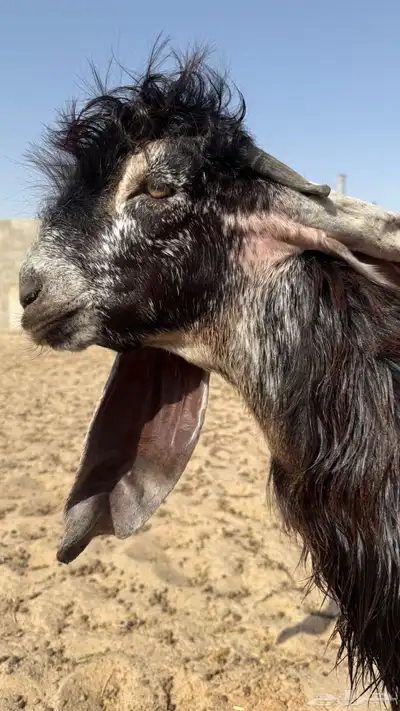 تيس عارضي مشروع 0