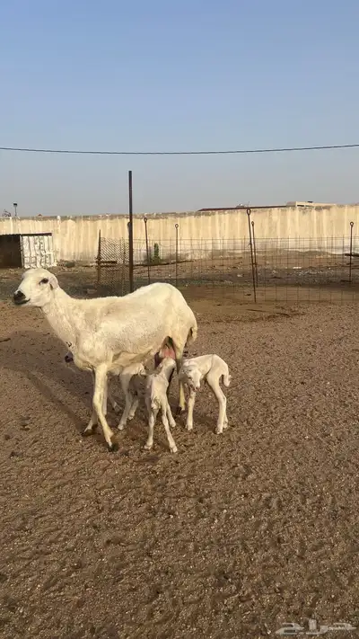 رخل رفيدي 0