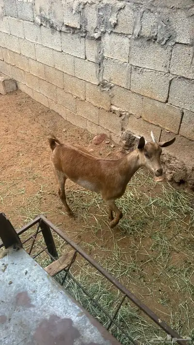 عناق جذع فل شحم سليمه من الدفاع 4