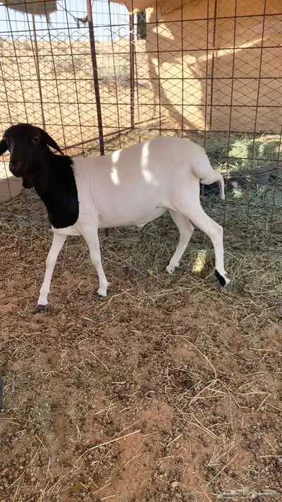 بربري جذع تربيه فوق 4 شهور 0
