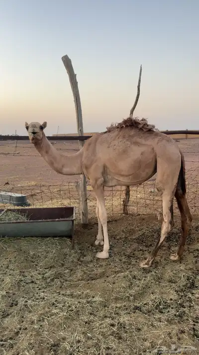 بكره للبيع مفروده 0