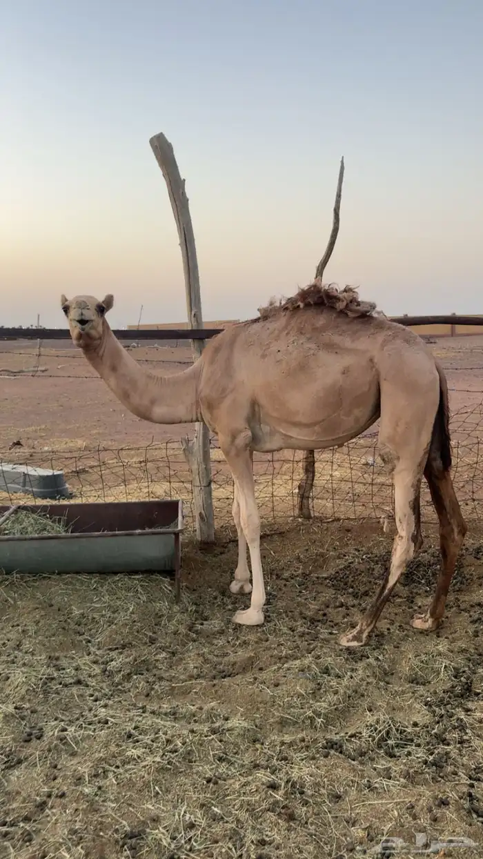 بكره للبيع مفروده 0