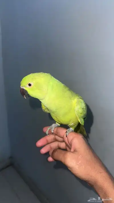 ببغاء دره 1