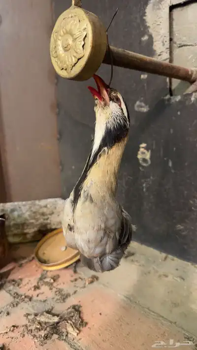 محنط للبيع قهبي 0