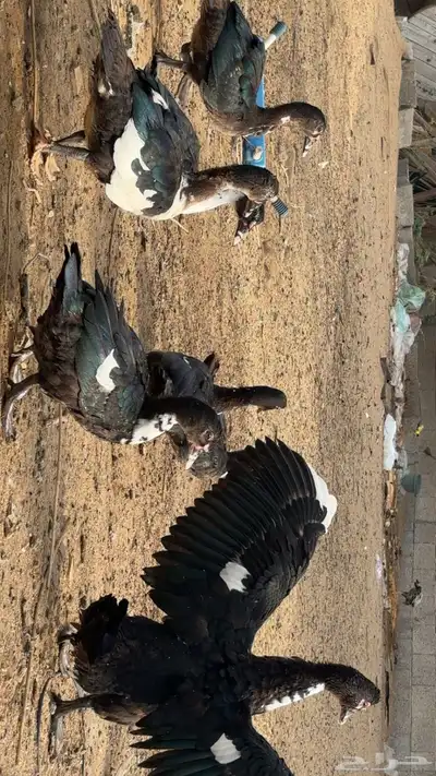 بط منتج  2اناث 1ذكر وعيالهم9 3