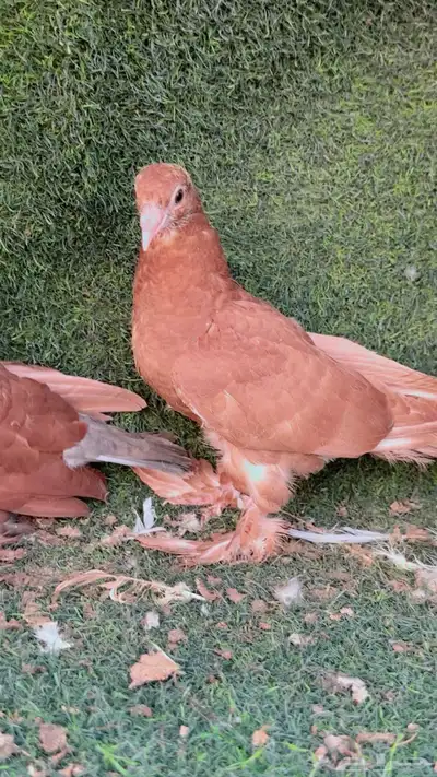 حمام تب التب 11
