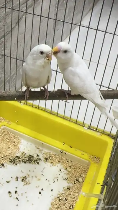 للبيع 3