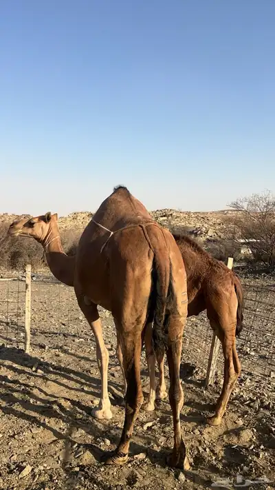 للبيع خلفه بكره وتحتها بكره ساحليه 0