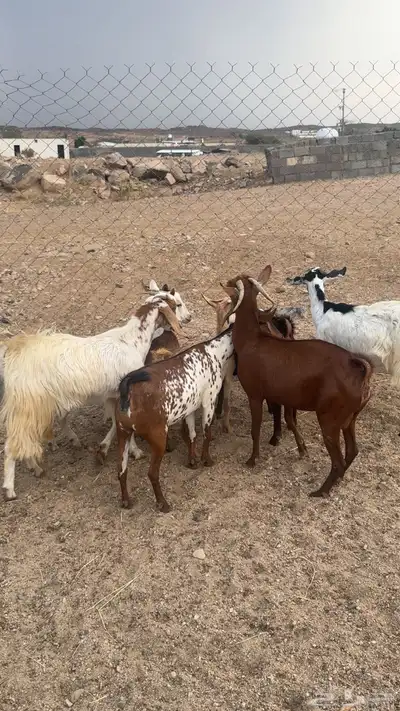 معزا دفيع وصغار سن 2