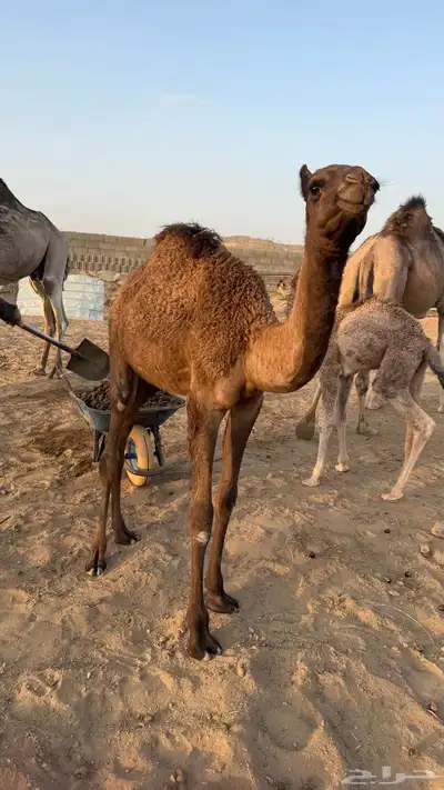 بكره للبيع عمرها 5او 6 شهور 1