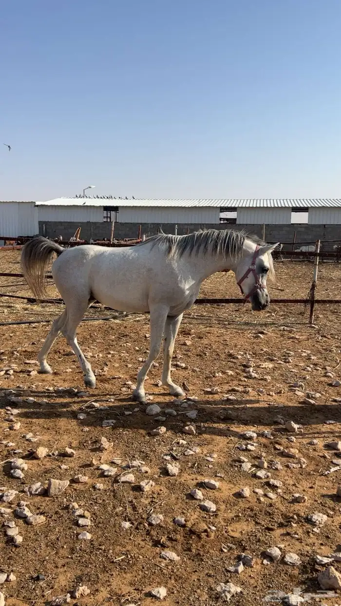 مهر واهو مكس جمال 1