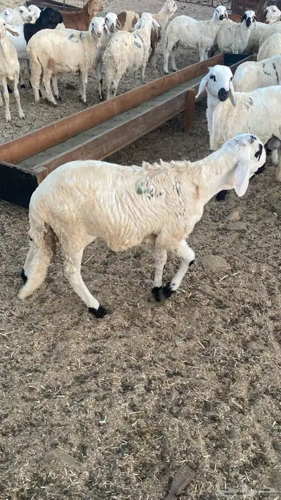 بهم سواكني 1