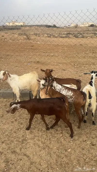 معزا دفيع وصغار سن 7