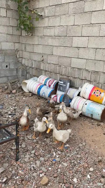 بط شرشيري و بكيني 4