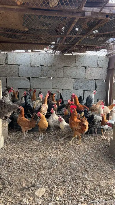 دجاج بلدي 2