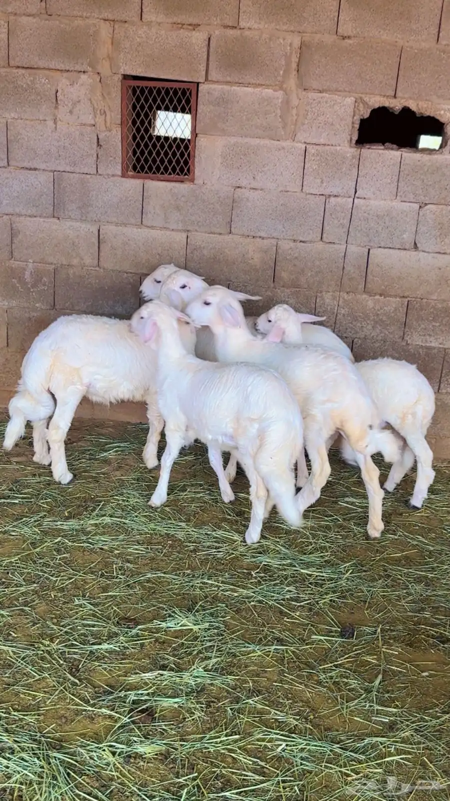 ظهران الجنوب 0