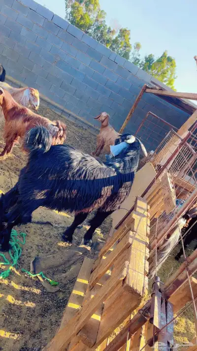 تبوك 0