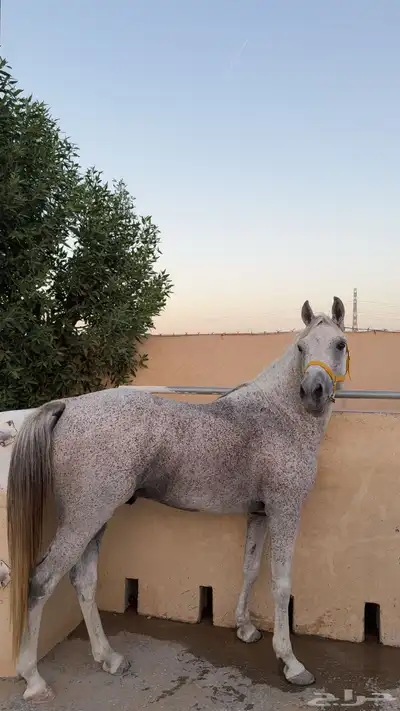 حصان 14
