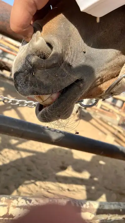 مهر شعبي كفو 3