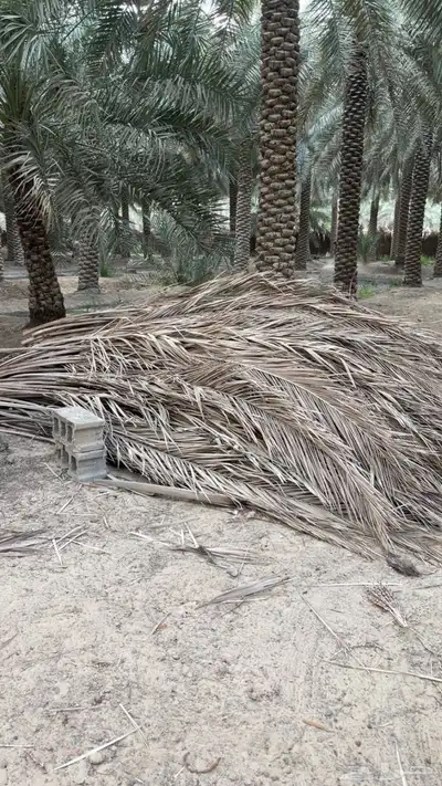 عسف نخل 0
