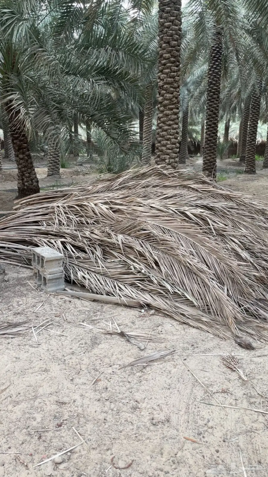 عسف نخل 0