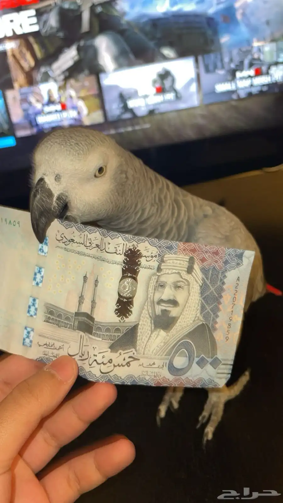 انثى كاسكو اليفه index