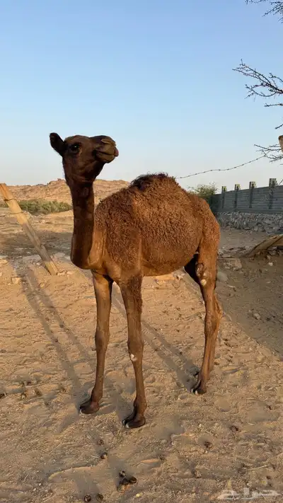 بكره للبيع عمرها 5او 6 شهور 2