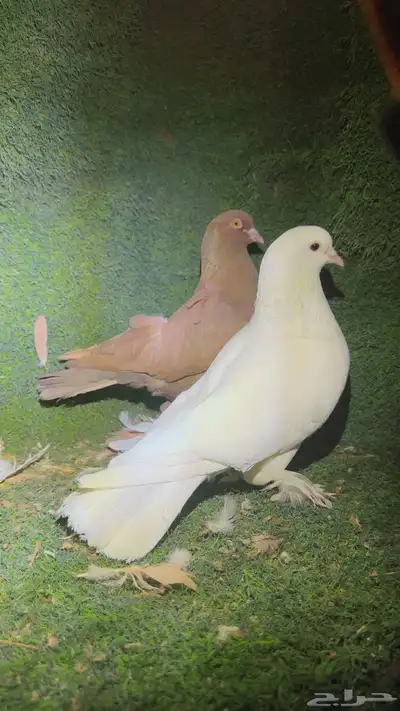 حمام تب التب 2