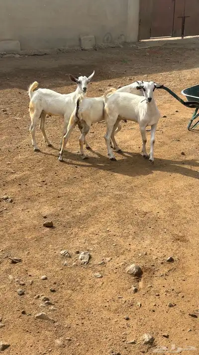 تيوس 2