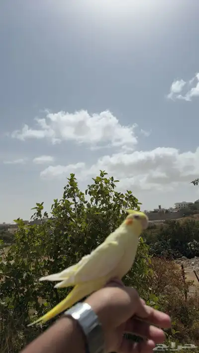 ببغاء 0