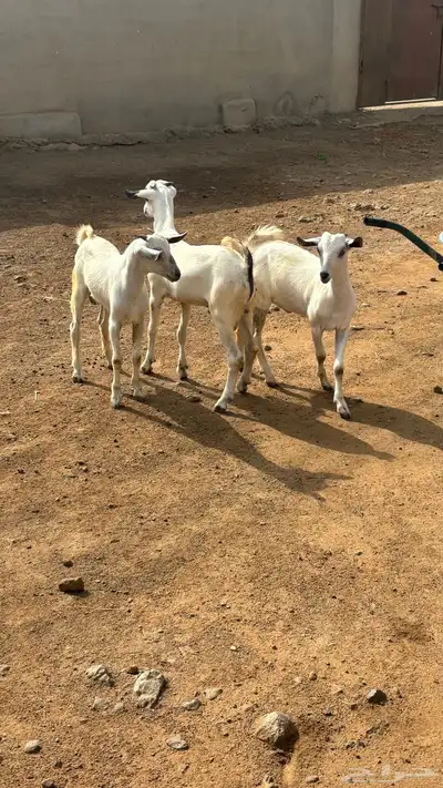 تيوس 0