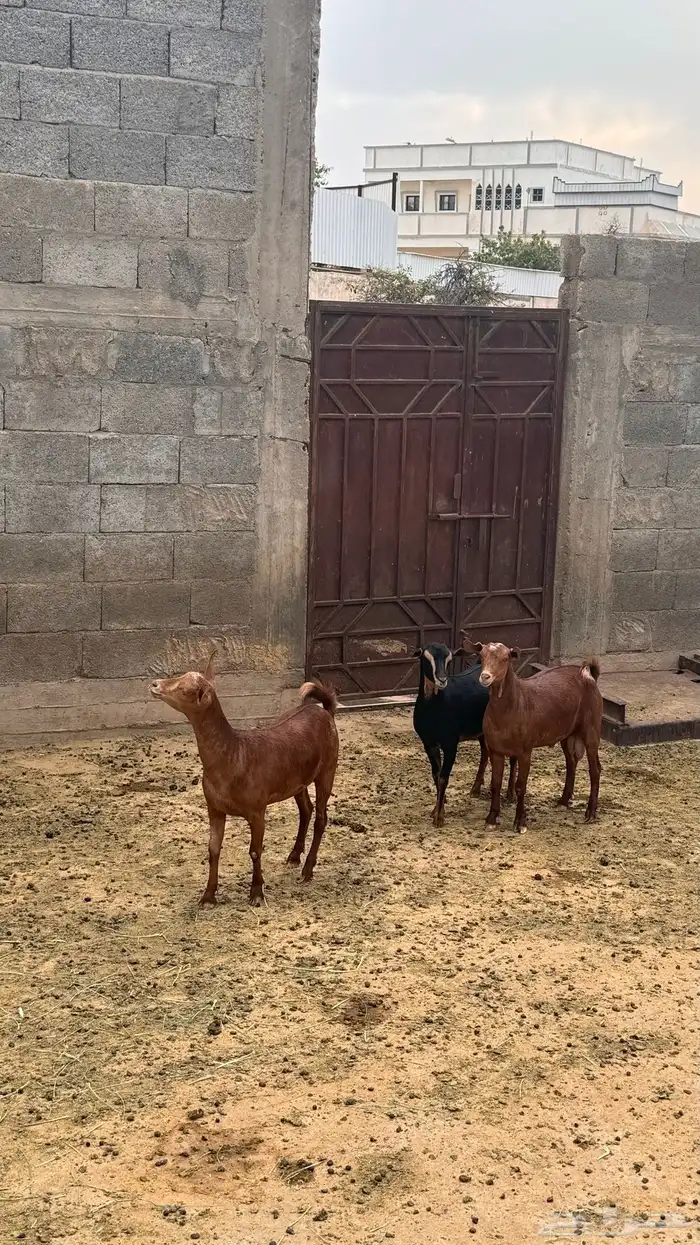 تيسين وعناق مقفله شحم 1