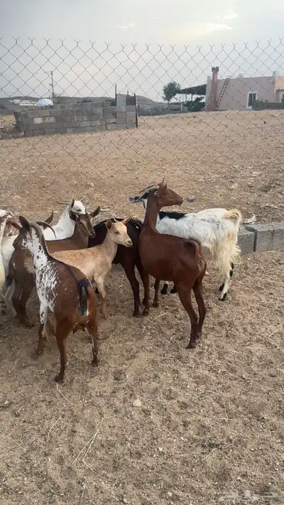 معزا دفيع وصغار سن 6