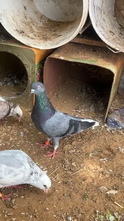 زوج قطايف للبيع قلاب 0