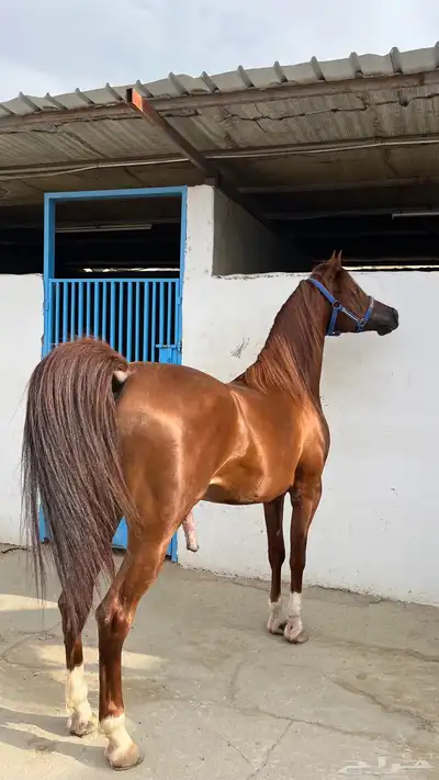 حصان حفيد الرشيم البيع شعبي 1