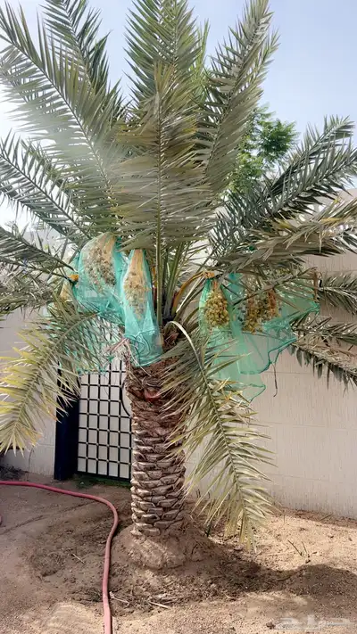 نخلتين للبيع 0