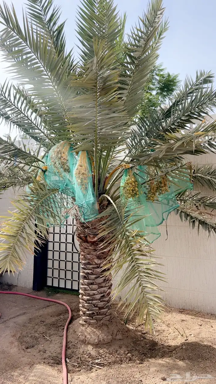نخل للبيع 0
