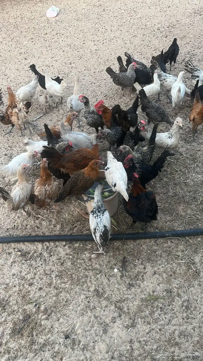 دجاج 0