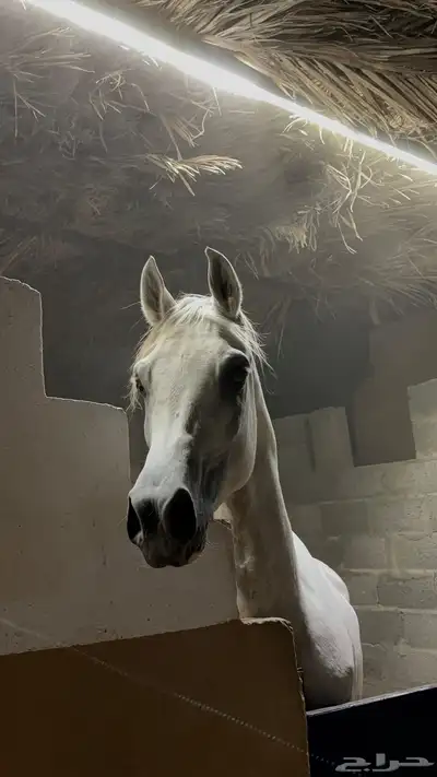 للبيع حصان واهو 5