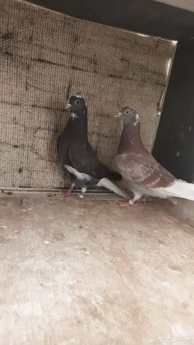 قطايف قلاب عروق قديمه 3