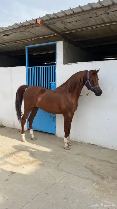 حصان حفيد الرشيم البيع شعبي 0