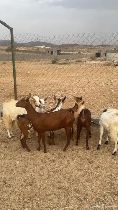 معزا دفيع وصغار سن 3