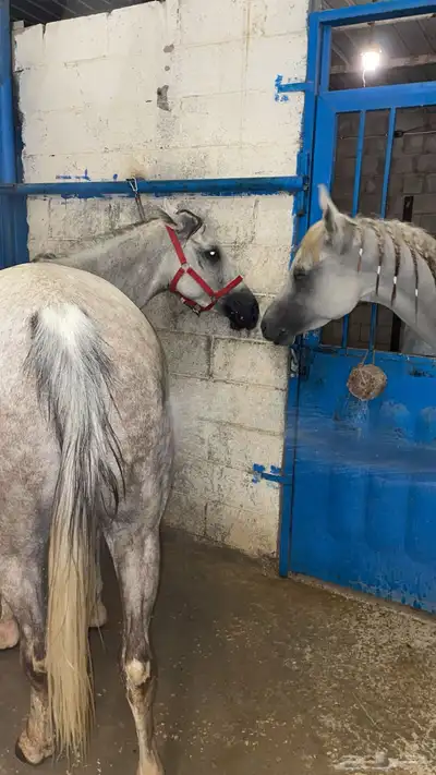 خيل 1